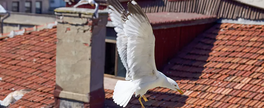 Residential Chimney Animal Removal Solution in Winchester, VA